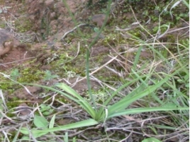 天生草