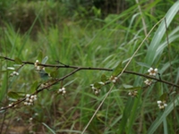 荛花根