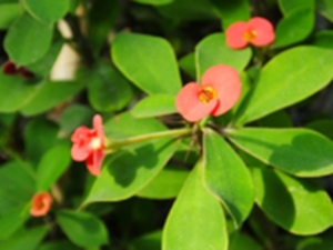 铁海棠花