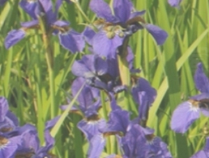 溪荪