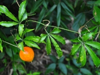 石蟾蜍