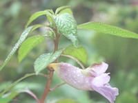 西藏凤仙花
