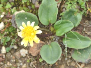 鸦跖花