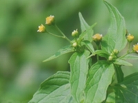 向阳花