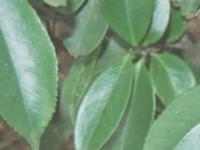 细齿叶柃