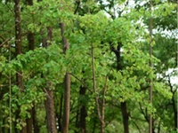山白龙