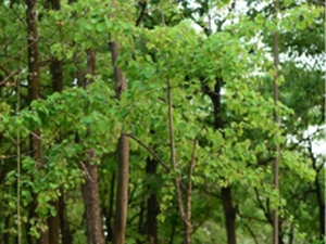 山白龙