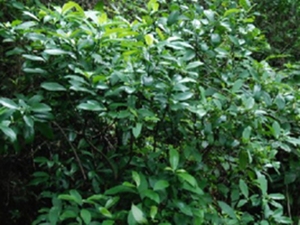 山大颜