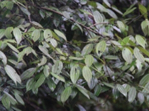 山桂皮
