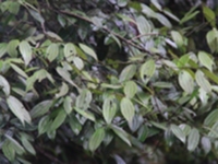 山桂皮