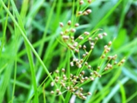 日照飘拂草