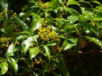 山桂花