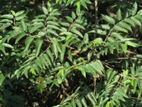 山黄麻根