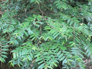 山禾串