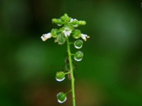 曲毛露珠草