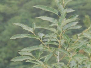 橡木皮