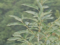 橡木皮