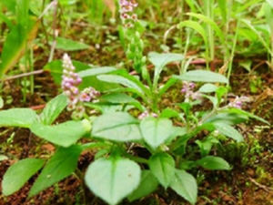 小扁豆根