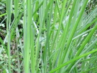 山高粱
