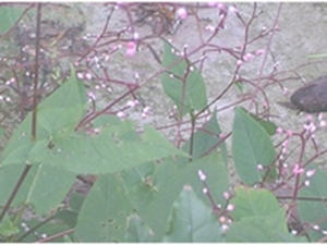 稀花蓼