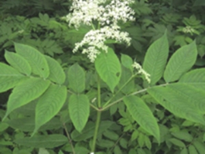 血满草