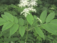 血满草