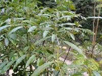 山苍子叶