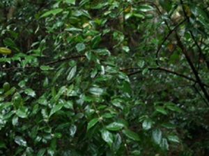 山蜡梅