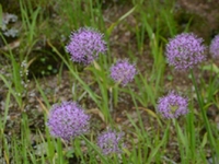 山韭菜