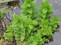 水虾草根