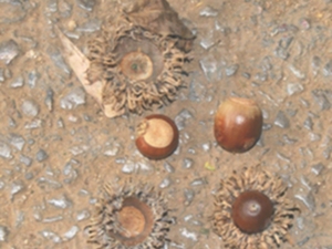 橡实壳