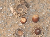 橡实壳