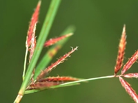 莎草