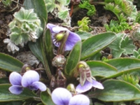 天山堇菜