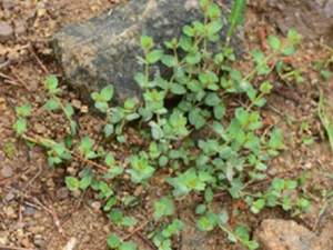 小二仙草