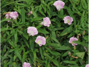 旋花根