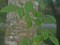 跳八丈