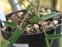 铁草鞋