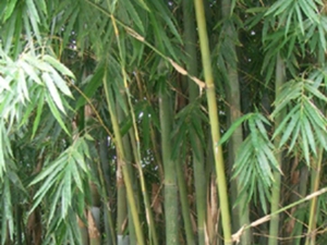天竹黄