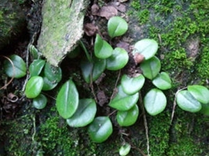 石瓜子莲