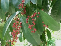 五月茶