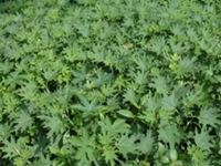 荨麻根