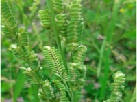 菵米