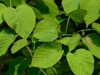 山白果根