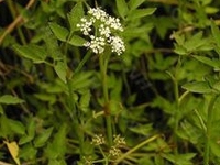 水芹