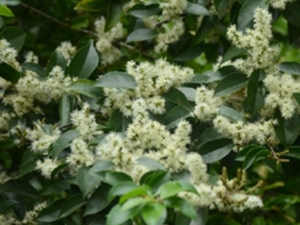 山矾根
