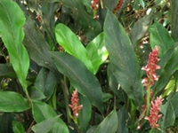 山姜花