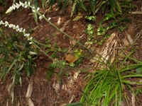 小肺筋草