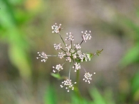 全叶山芹