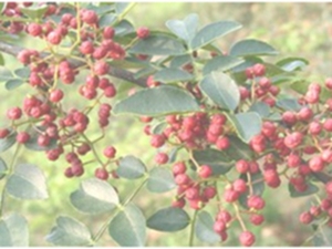 西藏花椒种子